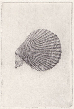 Collection Image: Donker Scallop Shell