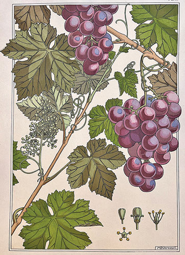 Collection Image: Verneuil Vigne Pl 1